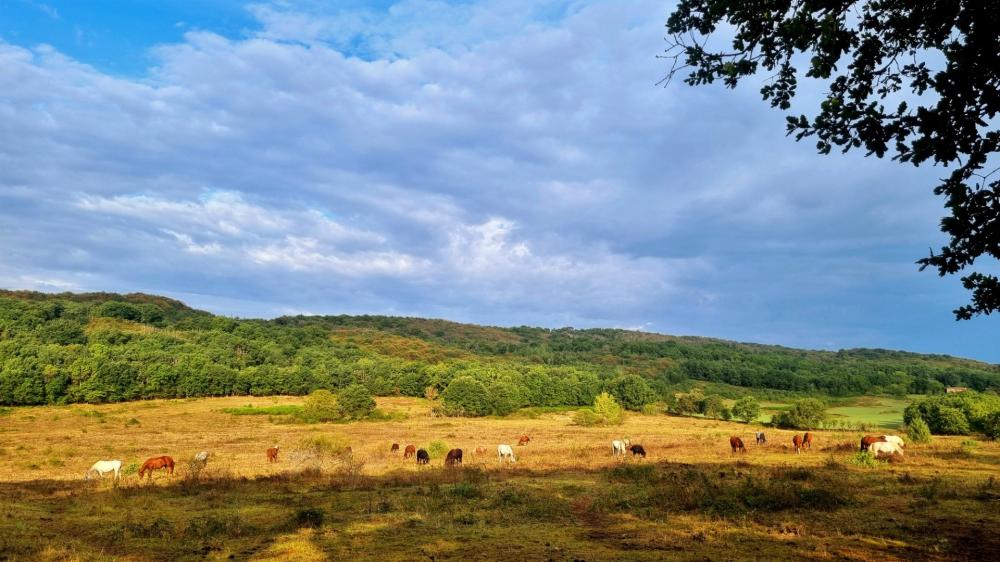 pre-chevaux