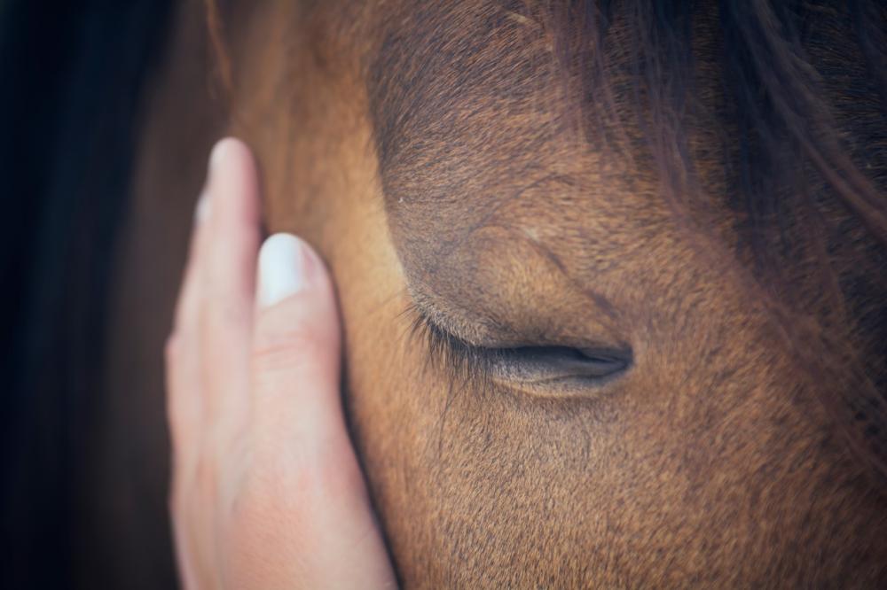 Équitation près de Cahuzac-sur-Vère