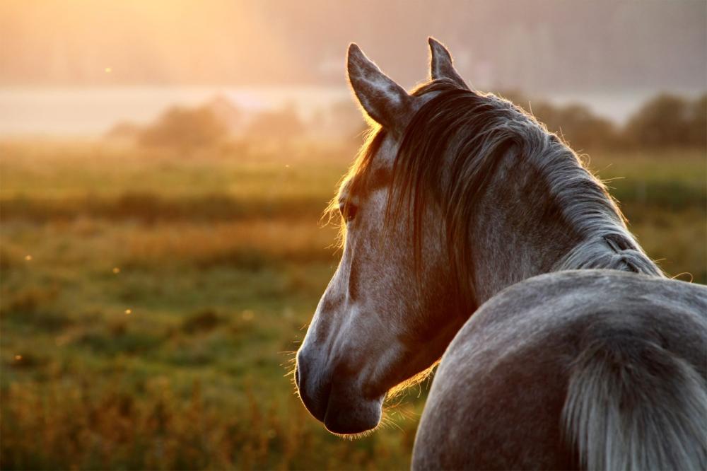 Cheval près de Cahuzac-sur-Vère