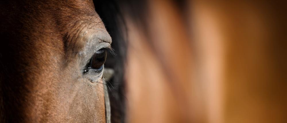 Bien-être animal près de Cahuzac-sur-Vère