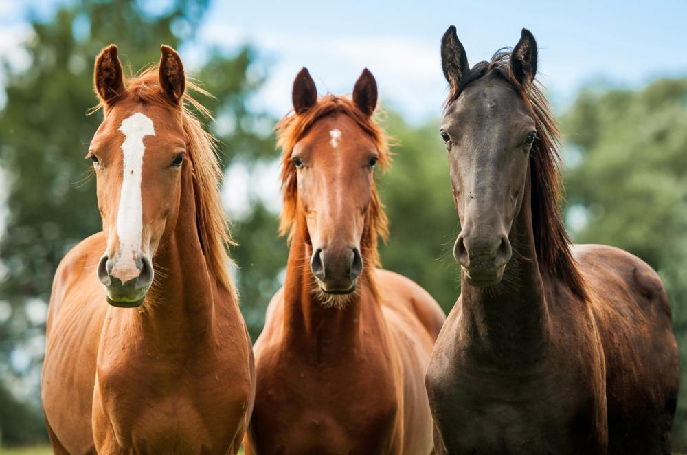3-chevaux-pre