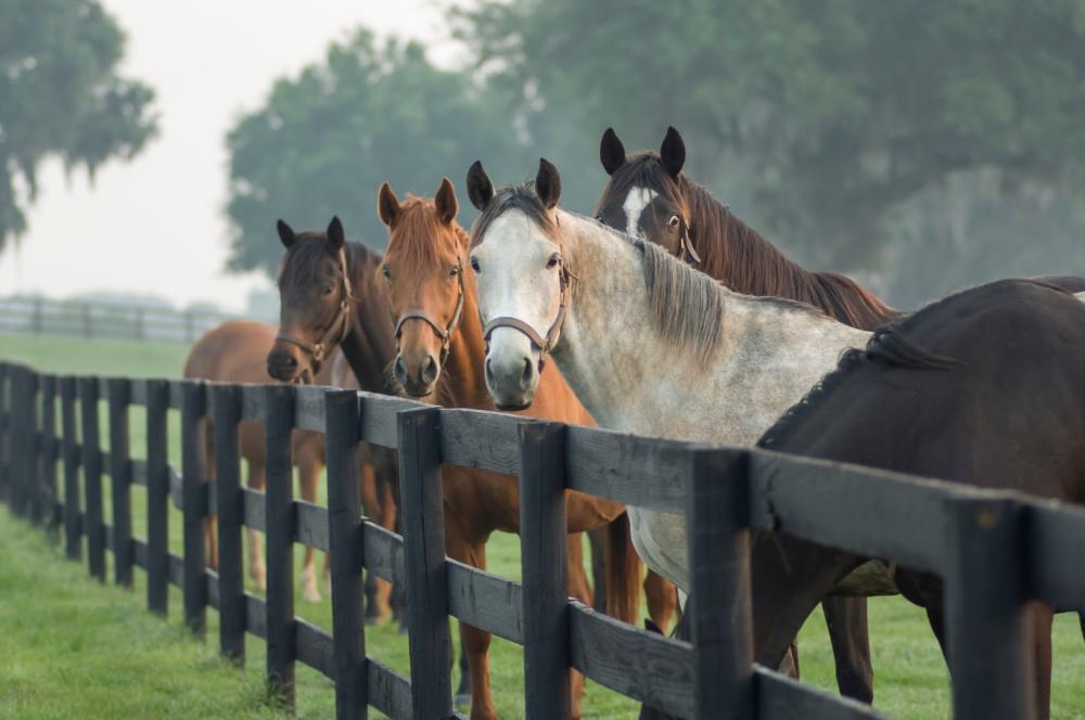 chevaux-pre