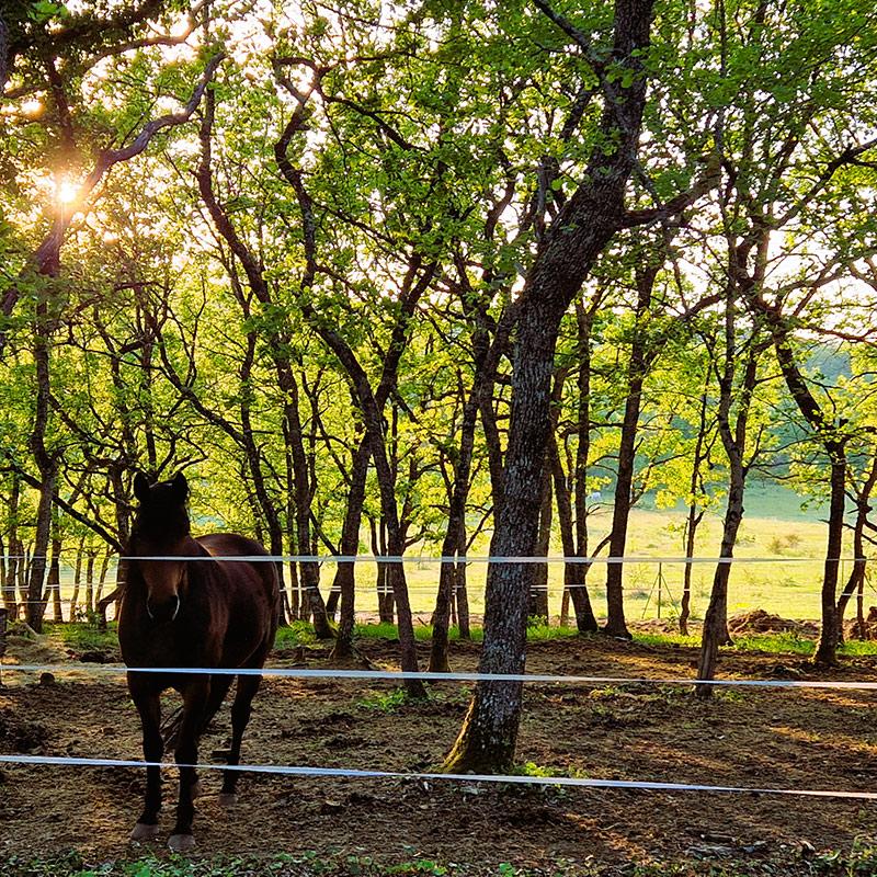 cheval-pre