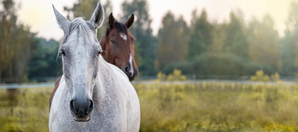 cheval-gris-bai