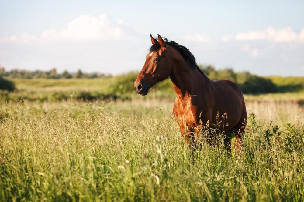 cheval-hautes-herbes