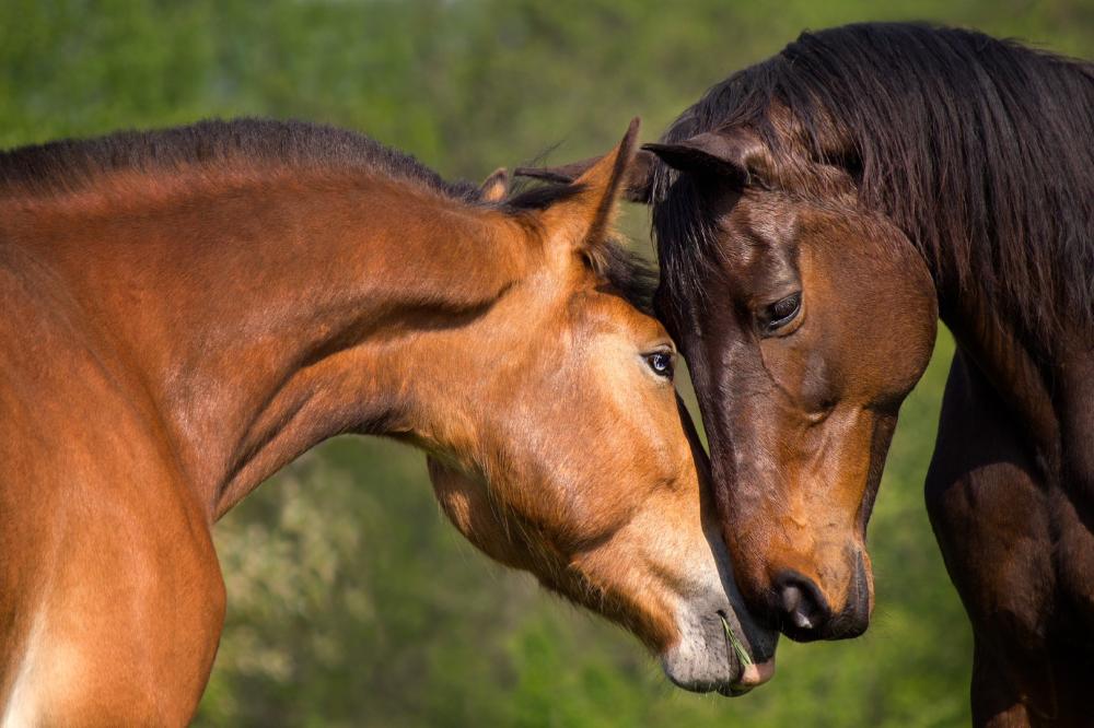 tetes-chevaux
