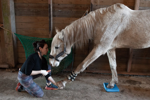 26 et 27/04 : Approche globale du cheval de loisir avec Sophie DAVEAU