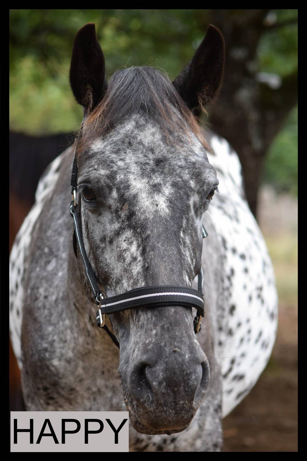 Happy - ONC croisé appaloosa x espagnol, c'est un cheval gentil et attachant.