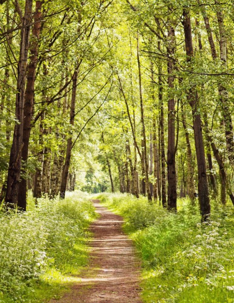 depositphotos_11332410-stock-photo-path-in-a-sunny-summer